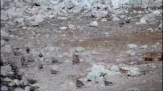 Namaqua Sandgrouse  pterocles namaqua [upl. by Laurentia85]