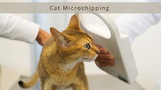 Everything You Need To Know About Cat Microchipping [upl. by Femi932]