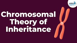 Genetics  Chromosomal Theory of Inheritance  Lesson 9  Dont Memorise [upl. by Arrik]