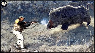 How Farmers Deal With Million Of Wild Boars By Hunting Dog  Wild Boar Attack [upl. by Inafets]