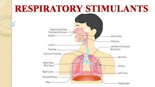 Respiratory Stimulants Ammonium carbonate [upl. by Aiam977]