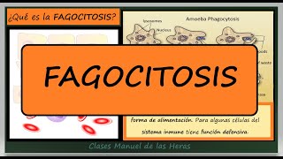 ¿Qué es la FAGOCITOSIS Defensa Inmunitaria y Nutrición Celular Biología [upl. by Pacian640]