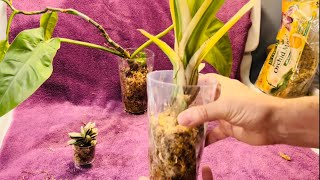 Transferring Plants To Sphagnum Moss Culture [upl. by Slavic]