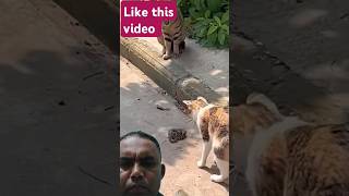 Snake bite attack 🐈 😺😺 cat catlover kucing animals kucinglucu africanleopard automobile lion [upl. by Bamford509]