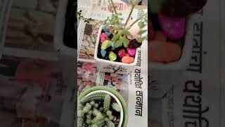 Best indoor plants Decoration ideas  Succulent plants collection gardening [upl. by Yleek]