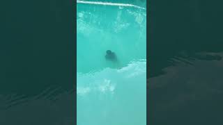 spring of verinag ❤😇 youtubeshorts swimming youtubeindia [upl. by Armington]