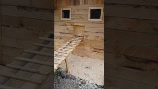 Day Two of the Silver Appleyard Ducklings Using the Duck House Ramp [upl. by Thirion583]