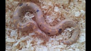 Kenyan Sand Boas Eryx colubrinus loveridgei [upl. by Dazhehs]