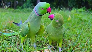 Amazing Ringneck Parrot Talking Video [upl. by Gwynne]