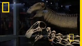 Bringing Back Nigersaurus  Nat Geo Live [upl. by Neibart]