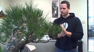 Ryan Neil on Japanese Black Red and White Pine care [upl. by Nojed119]