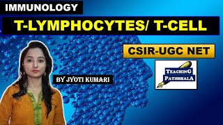 T CELL  T LYMPHOCYTES  IMMUNOLOGY  CSIR NET [upl. by Hoehne]