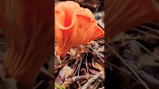 Beautiful Chanterelle Mushroom nature fungus chanterelle mushroom [upl. by Mackler156]