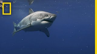 Great White Sharks of Guadalupe Island  Most Wanted Sharks [upl. by Latton]