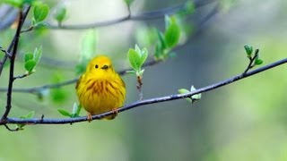 Yellow Warbler Portrait [upl. by Ytram688]