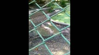 Davao Riverfront Crocodile Park and Zoo [upl. by Neeluj]