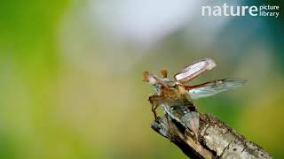 Male Cockchafer beetle unfolding its wings before taking off to fly away Surrey UK May [upl. by Yattirb]