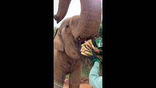 Elephant Eating  ASMR  Record the life moments of elephants satisfying asmr Elephant shorts [upl. by Daveta]