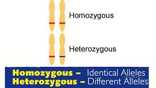 Homozygous vs heterozygous in genetics [upl. by Azenav]