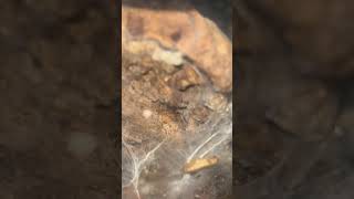 Neohethele Incei Trinidad Olive Tarantula Sling Feeding [upl. by Royo]