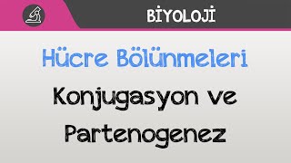 Hücre Bölünmeleri  Konjugasyon ve Partenogenez [upl. by Nessim940]