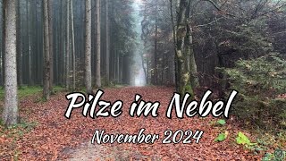 Pilze im Nebel  November 2024 [upl. by Llet114]