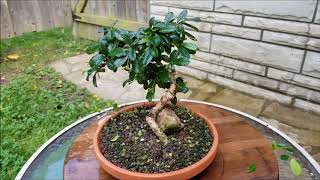 Fukien Tea Bonsai trim amp Cuttings From The Bonsai Zone [upl. by Elspet]