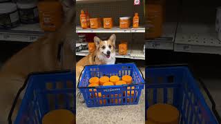 Shopping for Zesty Paws with Tofu at PetSmart corgi dogsupplements sponsored [upl. by Anoli]