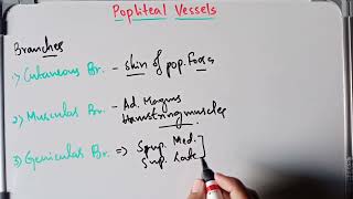 Anatomy Of Popliteal Artery And Popliteal Vein [upl. by Gasser274]