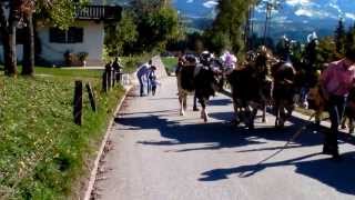 Rinderzucht Tirol Almabtrieb Fam Schroll Hopfgaten i T quotPremhofquot 2013 [upl. by Mathilda]