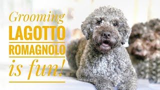 Grooming Lagotto Romagnolo is fun [upl. by Nhabois]