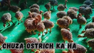 Kya ye ostrich Ka chuza ha Hassan vlogs HassanMinizoo Rabbit house gainafools chinimurgiyan [upl. by Ah]