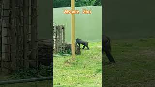 Mysore Zoo mysore mysuru zoo viralvideo viralshorts shortvideo reels shorts trending [upl. by Ailimat]