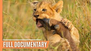 Battle for Survival  Lions vs Hyenas in the Wild  Full Documentary [upl. by Yolanthe]