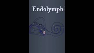 Endolymph education [upl. by Alakcim579]