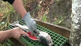 Filleting a Cowlitz River Salmon [upl. by Adelind532]