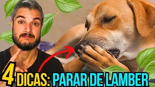 CACHORRO LAMBENDO A PARA SEM PARAR COMO FAZER O CÃO NÃO LAMBER A PATA COMPULSIVAMENTE [upl. by Atinav639]