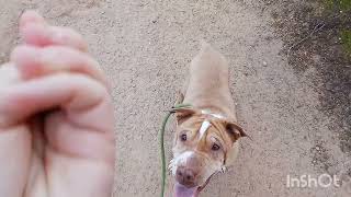 Tito the Shar Pei Mixs First Day  Off Leash K9 Tucson [upl. by Nogam]