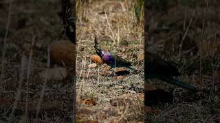 Lilac breasted roller VS Locust [upl. by Eriam]