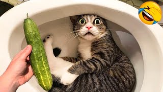 Cat vs Cucumbers Reaction  Cats scared of Cucumbers Compilation  Funny Video 2021 November [upl. by Barbaresi410]