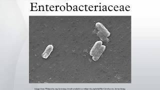 Enterobacteriaceae [upl. by Malinowski815]