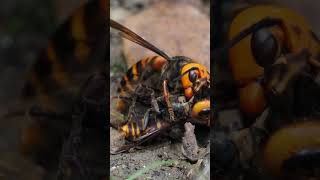 【昆虫】ハチの共食い？ 桶ヶ谷沼 OMSYSTEM OMDS OM1【insect】 nature insects 昆虫 wildlife shorts hornet [upl. by Kristoforo258]