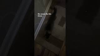 POV your cat screams for food shorts cats cute [upl. by Silado993]