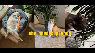 Leaf It Alone Cat vs Houseplants [upl. by Eleinad]