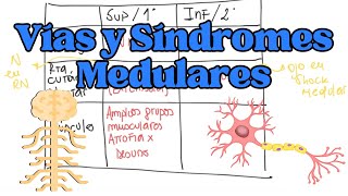 VÍAS NERVIOSAS y SÍNDROMES MEDULARES Información Esencial [upl. by Callan63]