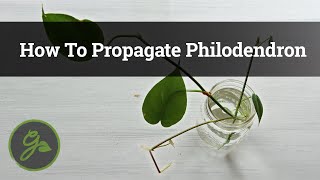 How To Propagate Philodendron [upl. by Urbas]