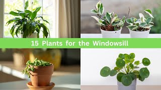 15 Plants for the Windowsill to Create a Charming Display [upl. by Lay]