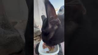 cat feeding at rc car cat catfeeding asmrcatfeeding cute feedinganimals catfeedingasmr [upl. by Darell410]