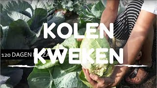 Kolen kweken van zaaien tot oogsten [upl. by Oina188]