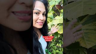 Perception of Hawaiian Pothos florgardengoddess florgenargue growingwithflor viral [upl. by Ijan922]